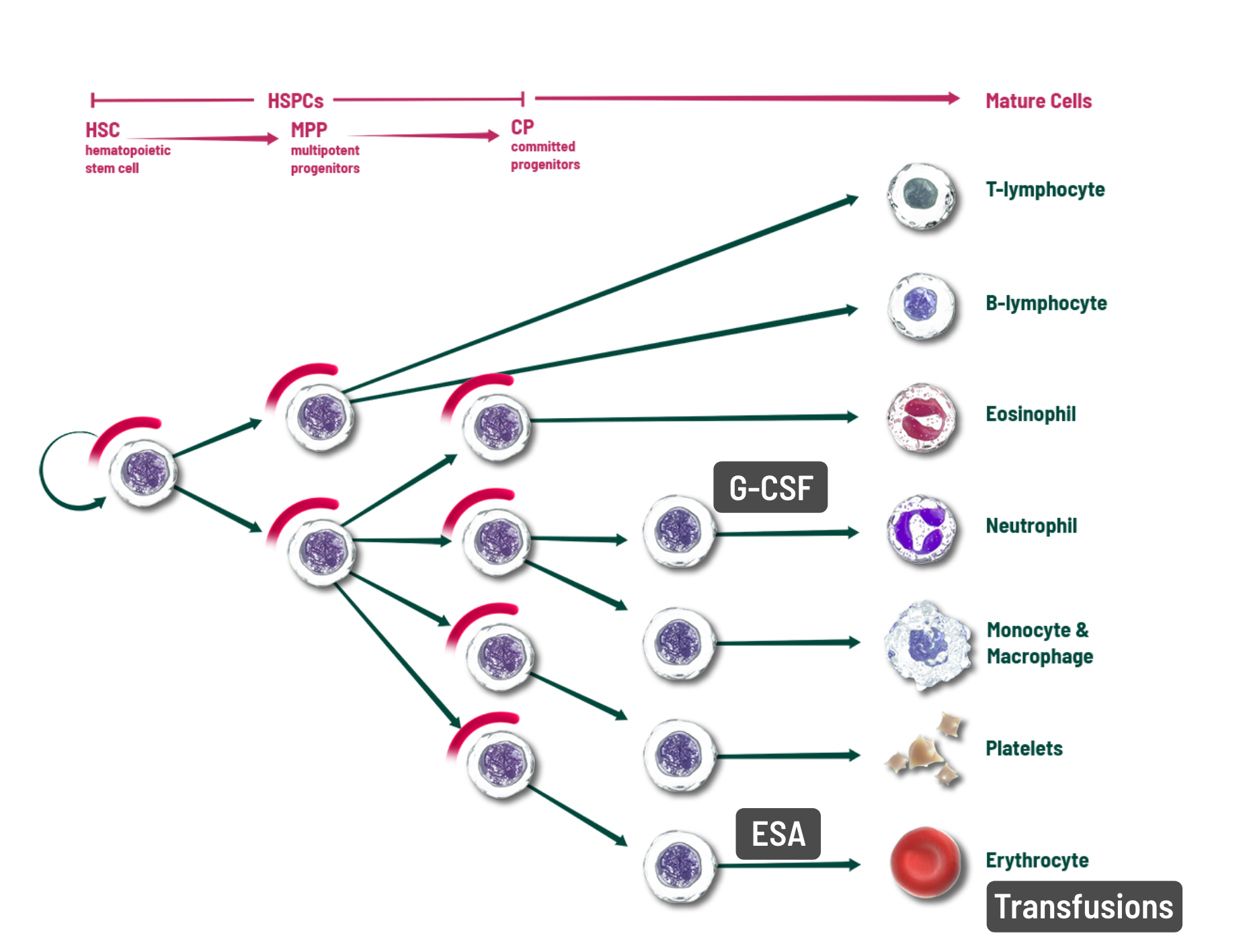 A blood cell lineage graph illustrating how when COSELA is given prior to chemotherapy, it can help protect more of a patient’s HSPCs