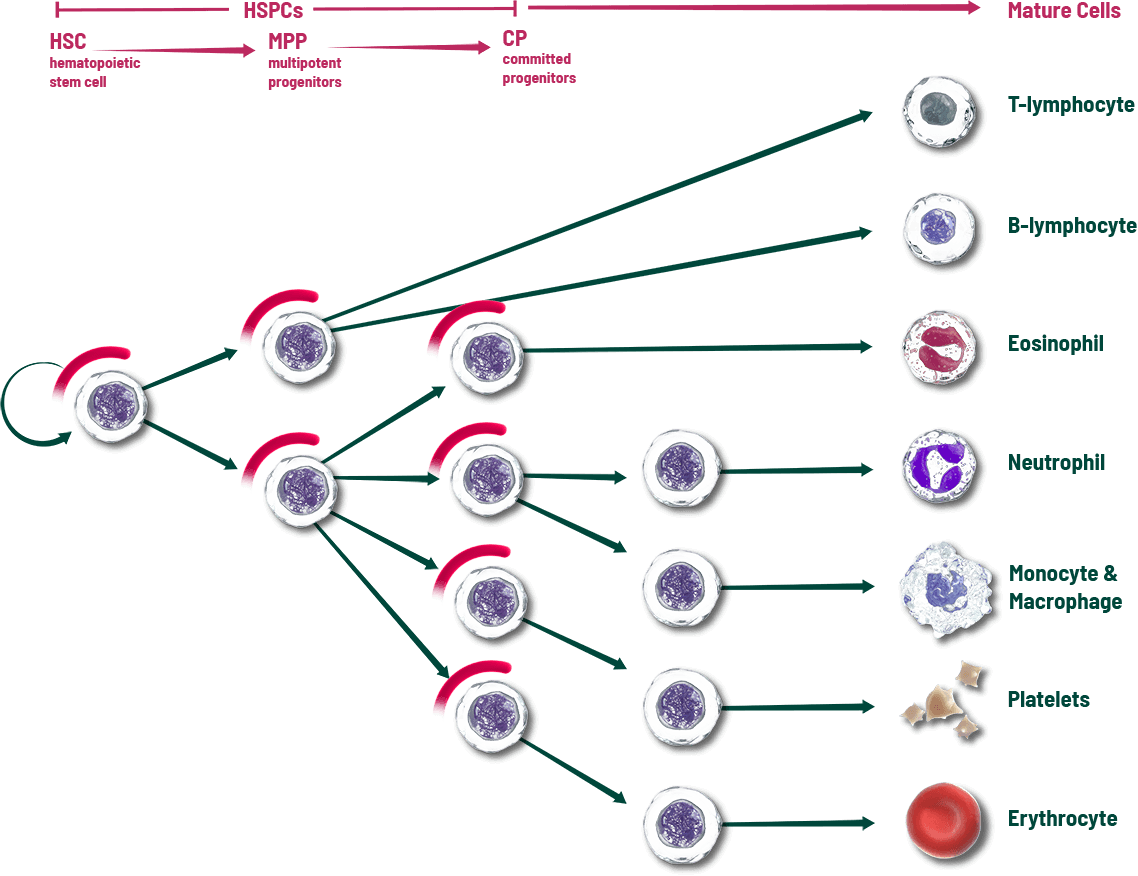 A blood cell lineage graph illustrating how when COSELA is given prior to chemotherapy, it can help protect more of a patient’s HSPCs